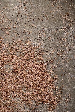 Grain-Delivery at Altbachmühle