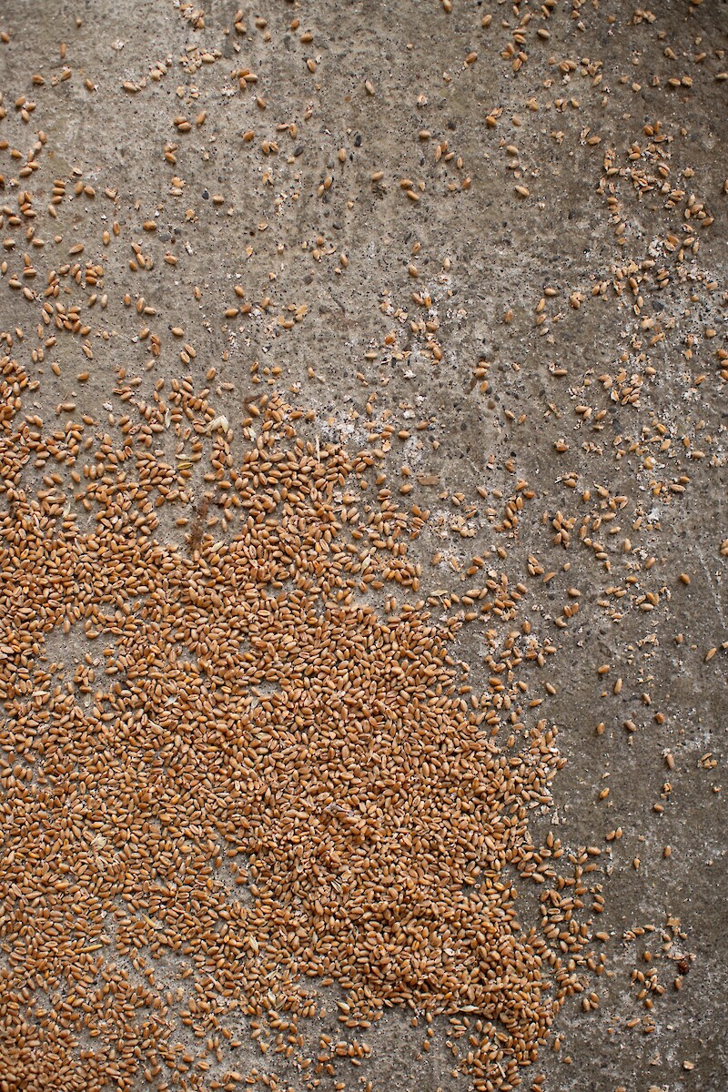 Grain-Delivery at Altbachmühle