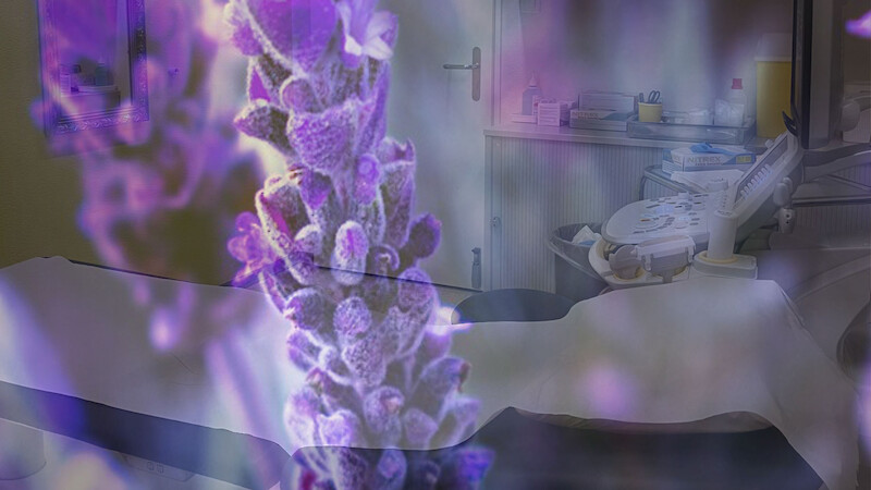 Aus Bitten Stetters Beitrag «Florale Formen: Ästhetik des Übergangs von Leben zu Tod»