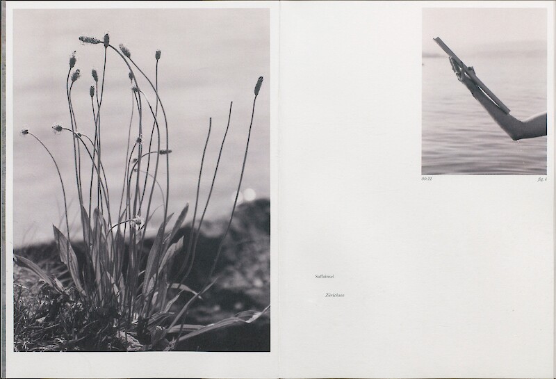 Aquatic Regeneration