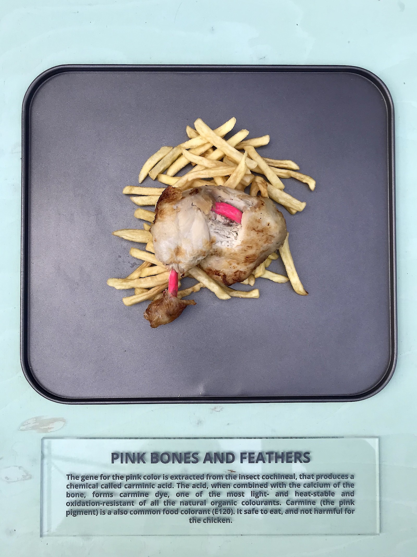 Studentenprojekt in der Embassy of Food, DDW