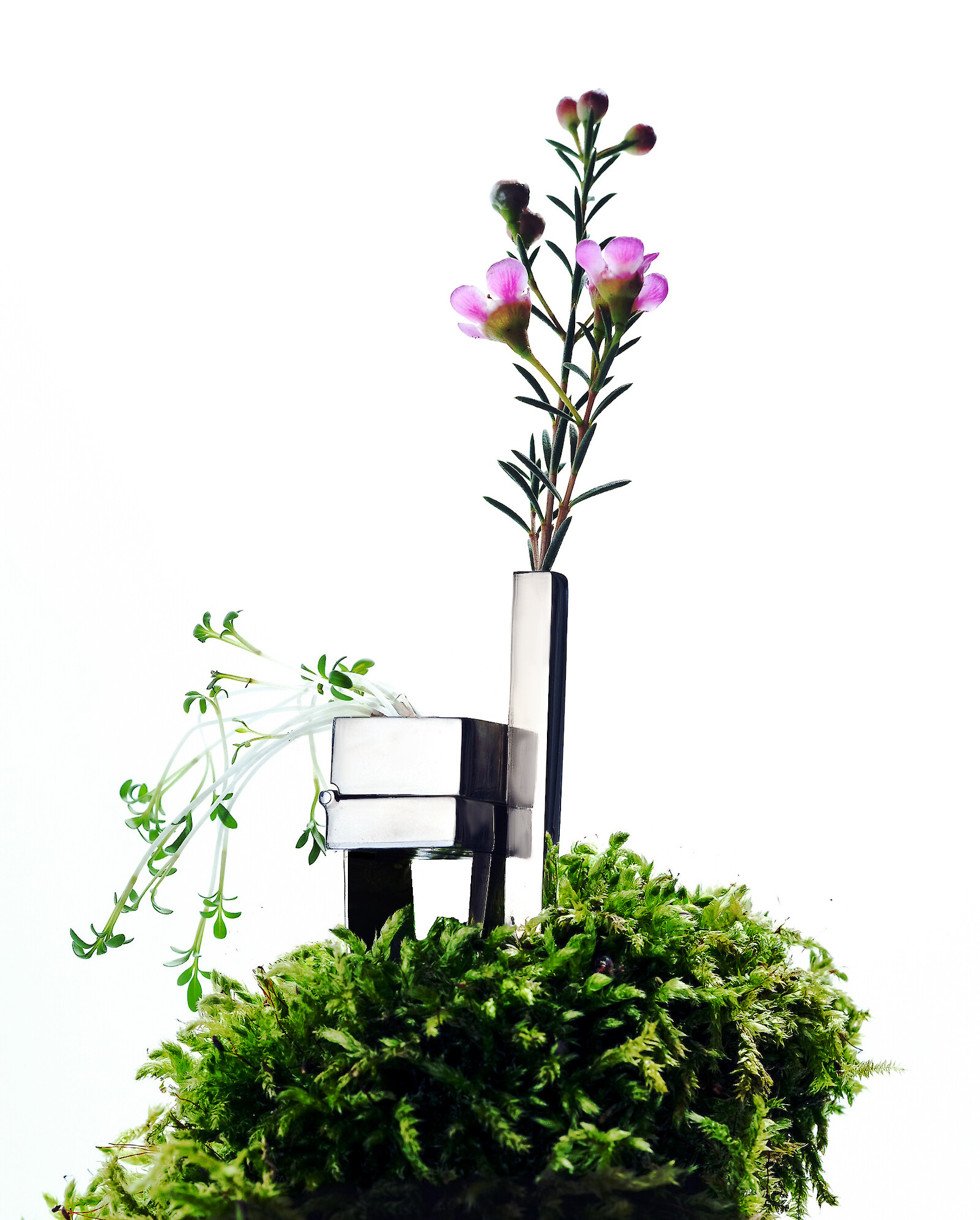 Semillero, Titus Missura, 2026