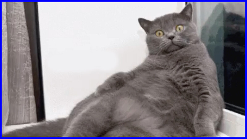 Cat Entertainment online