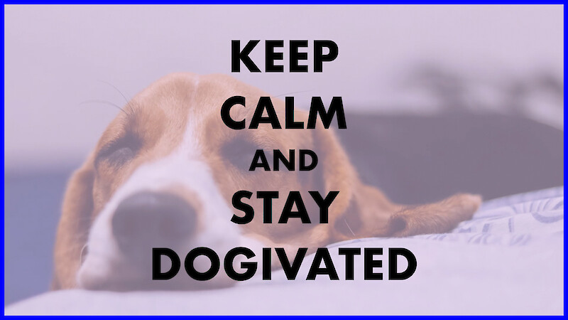 Keep calm and stay dogivated