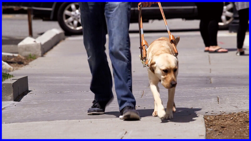 Pets with Jobs