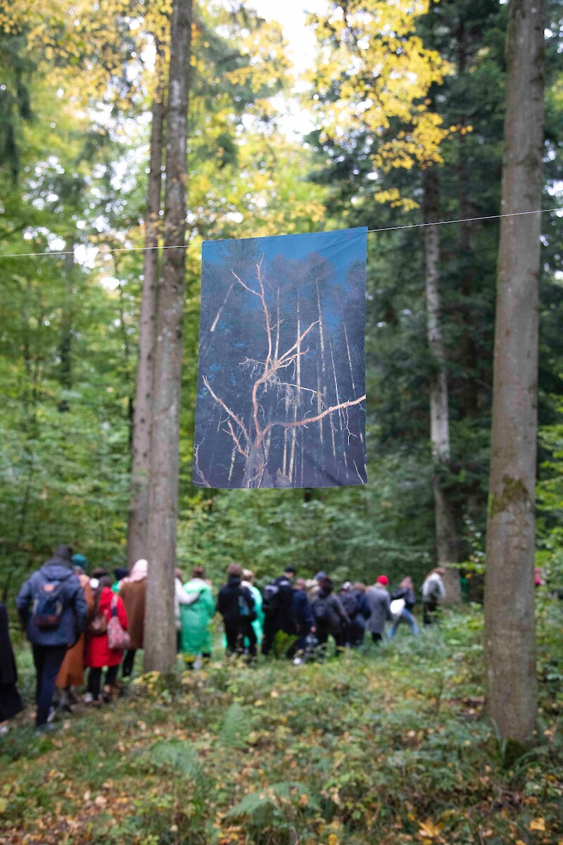 In the Woods