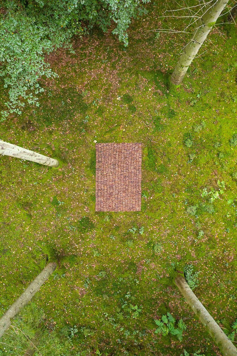 In the Woods