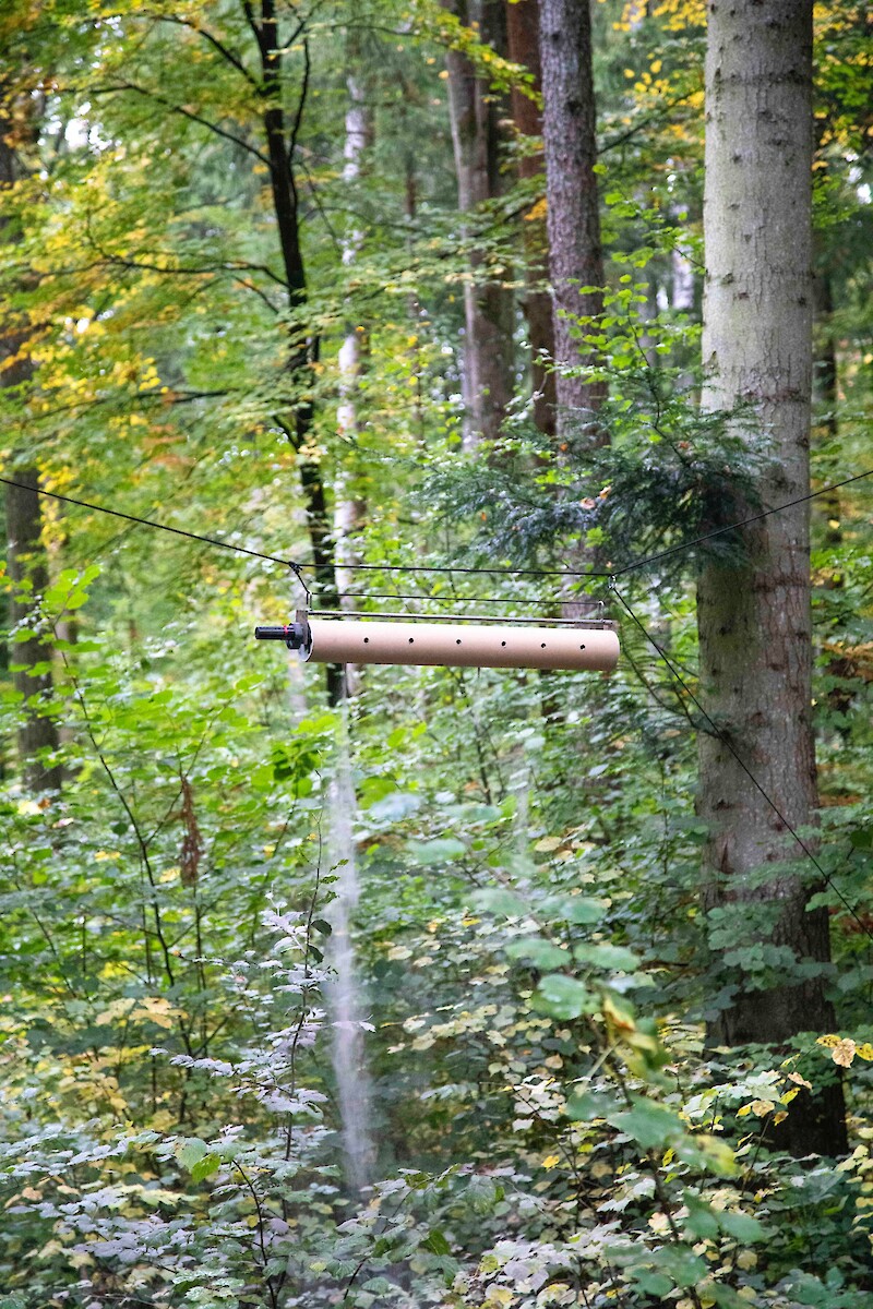 In the Woods
