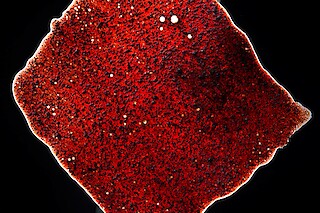 #FV.19 Blutmehl, Gelatine, Glycerin, Wasser