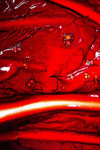 #FV.66 Blutserum, Gelatine, Wasser