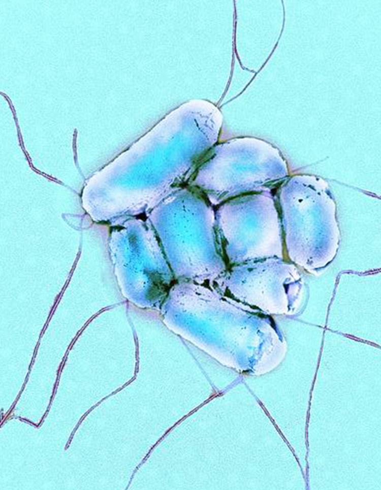 Bakterium E-Coli