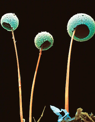 Aspergillus Fungus