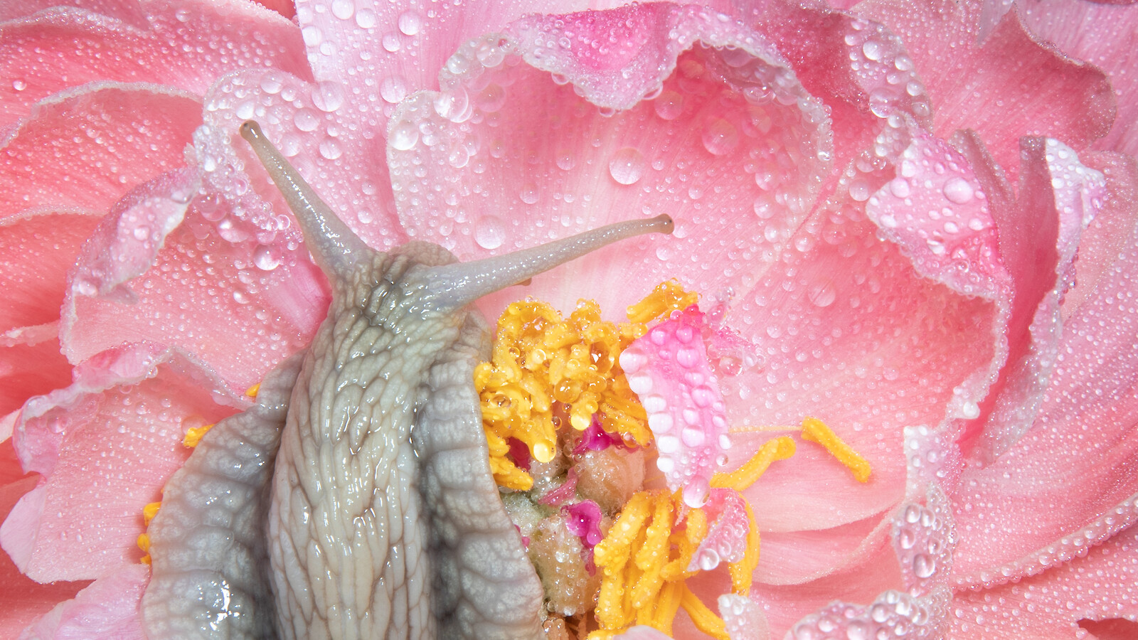 Paradies und Plage, Anja Rötheli und Noelle Schmid, BA