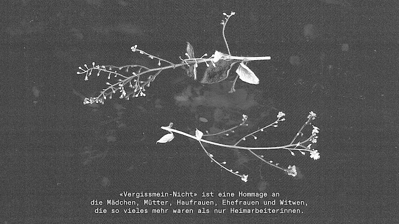 Vergissmein-Nicht